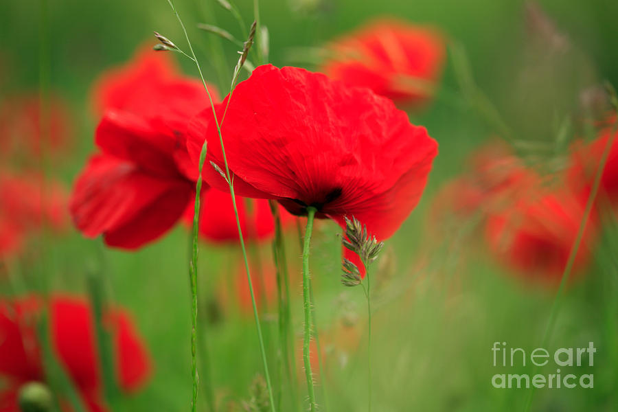 Battle Photograph - Poppy field by Deborah Benbrook Battle Photograph - Poppy field by Deborah Benbrook
