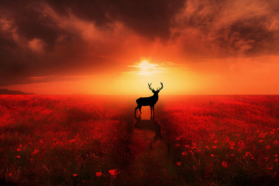 Deer Digital Art - Poppy Field Dreams by Jennifer Woodward