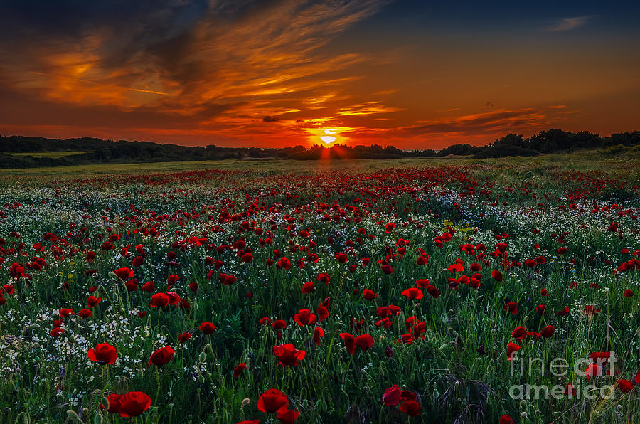 Nature Photograph - Poppy Field by George Papapostolou