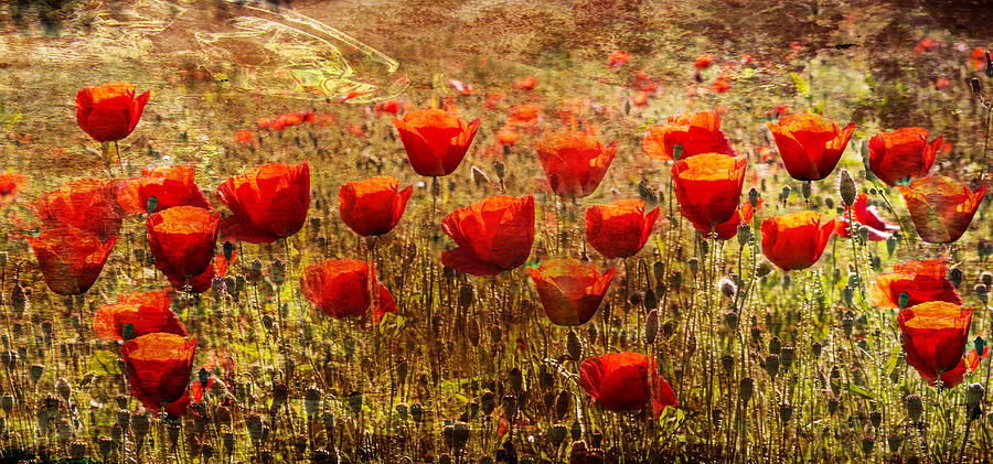 Poppy Field Photograph by Georgia Clare