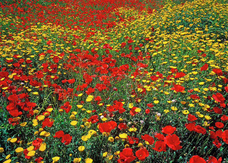 Poppy Field Photograph by Hans-peter Merten