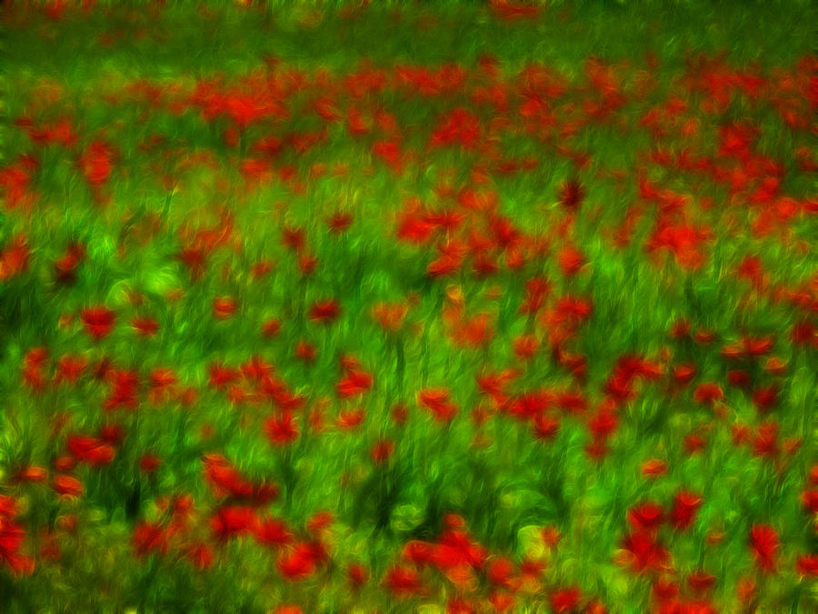 Poppy field Photograph by Hugh Smith