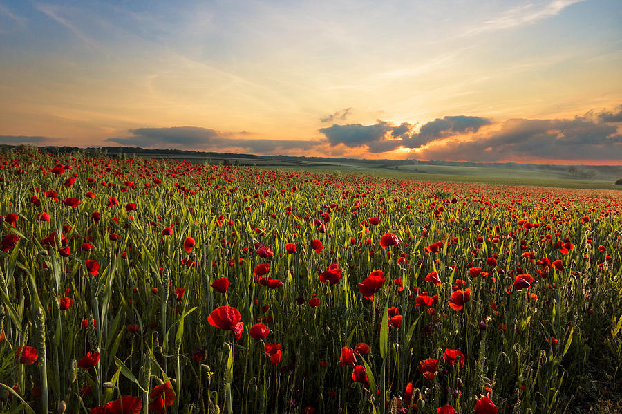 Poppy Field Photograph By Ian Hufton Fine Art America   Poppy Field Ian Hufton 