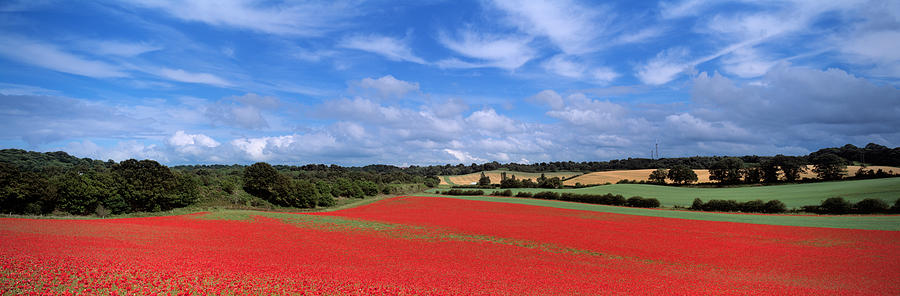 Poppy Photograph - Poppy Field In Bloom, Worcestershire by Panoramic Images