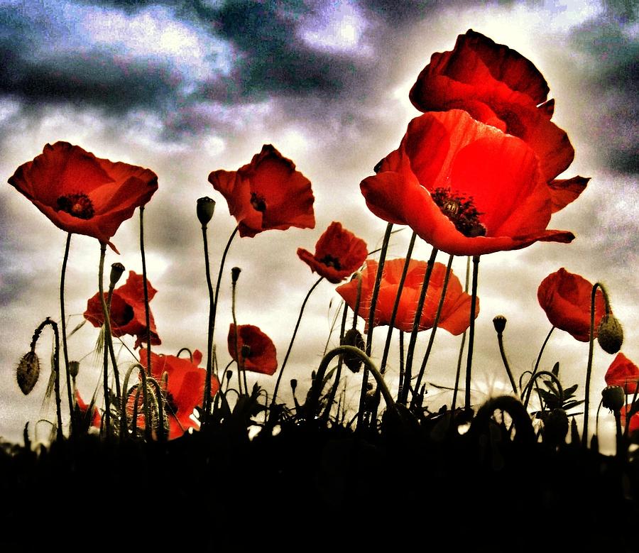 Poppy Field  Photograph by Marianna Mills