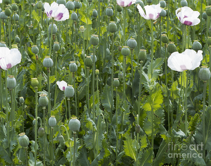 Poppy Field Photograph by Michal Boubin