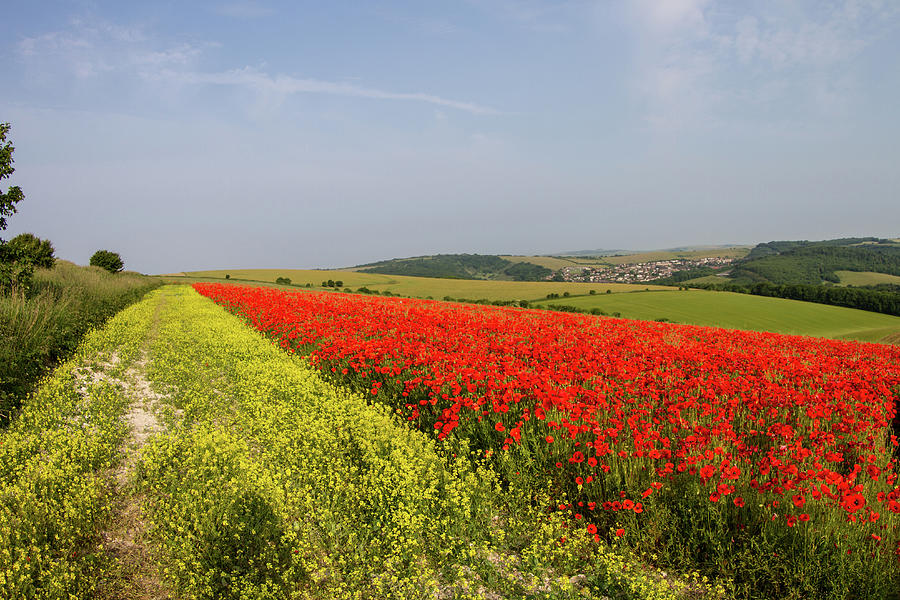 Poppy Field Photograph by Paul Mansfield Photography