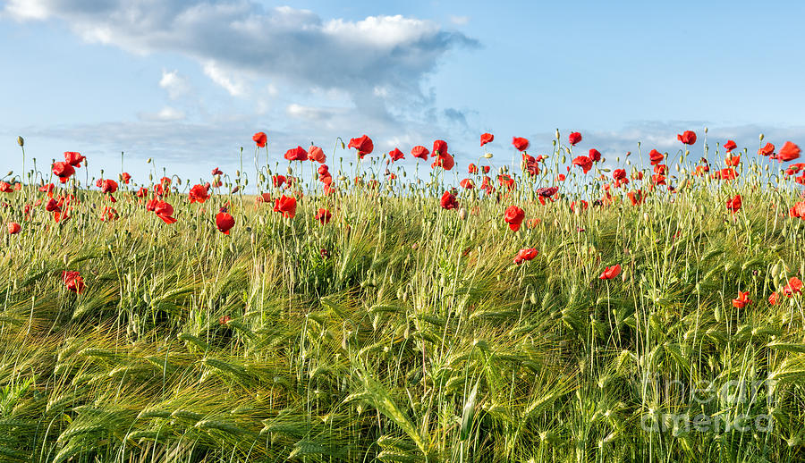 Poppy Field Photograph by Richard Burdon