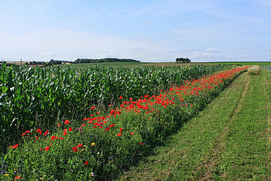 Poppy Fields Of France Photograph by Aidan Moran