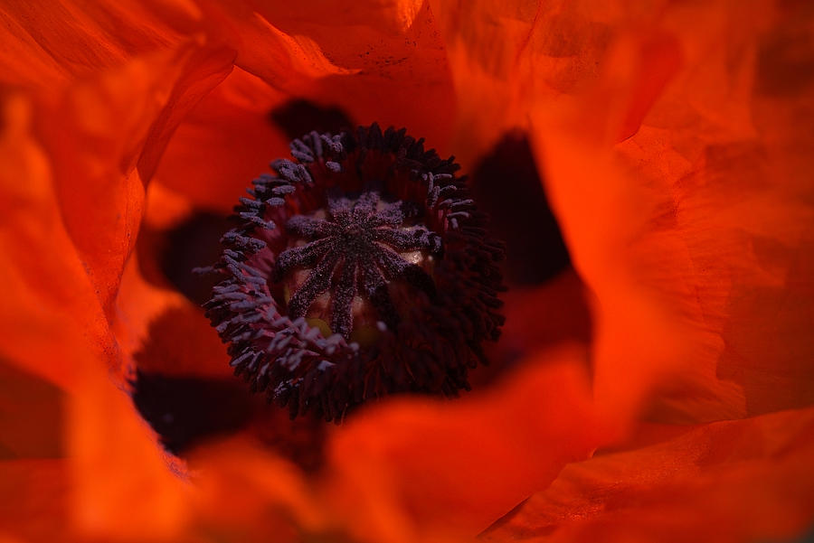 Poppy Fire Photograph by Anna Pisemskaya - Fine Art America