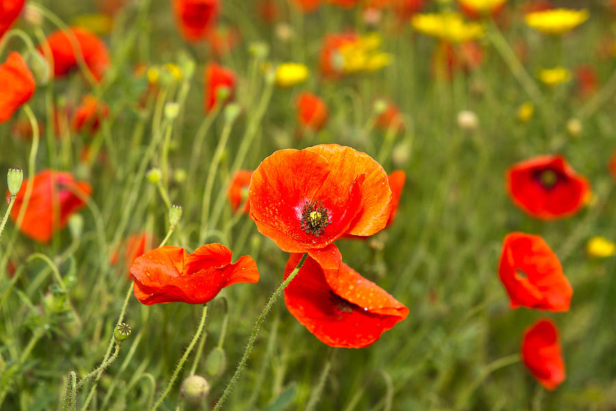 Poppy Photograph by Fizzy Image - Fine Art America