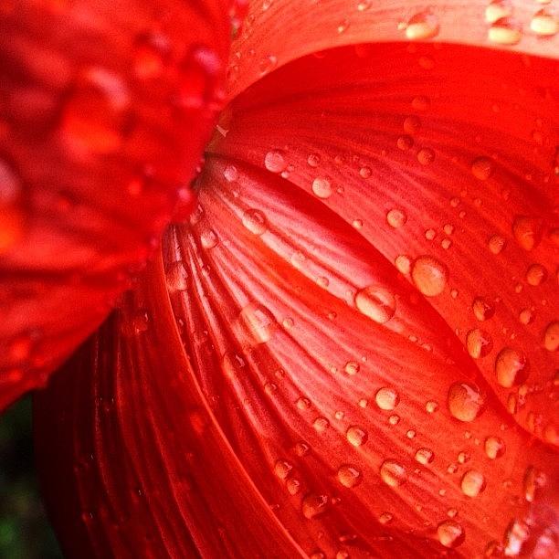 Poppy Photograph - #poppy #floral by Craig Szymanski
