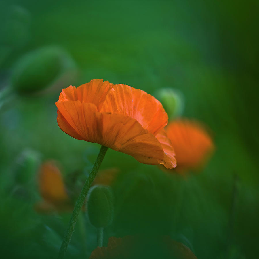 Poppy Flower Photograph by Heiko Koehrer-Wagner