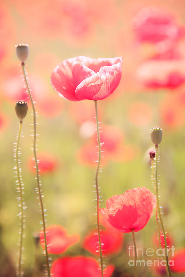 Poppy flower in spring Photograph by Matteo Colombo