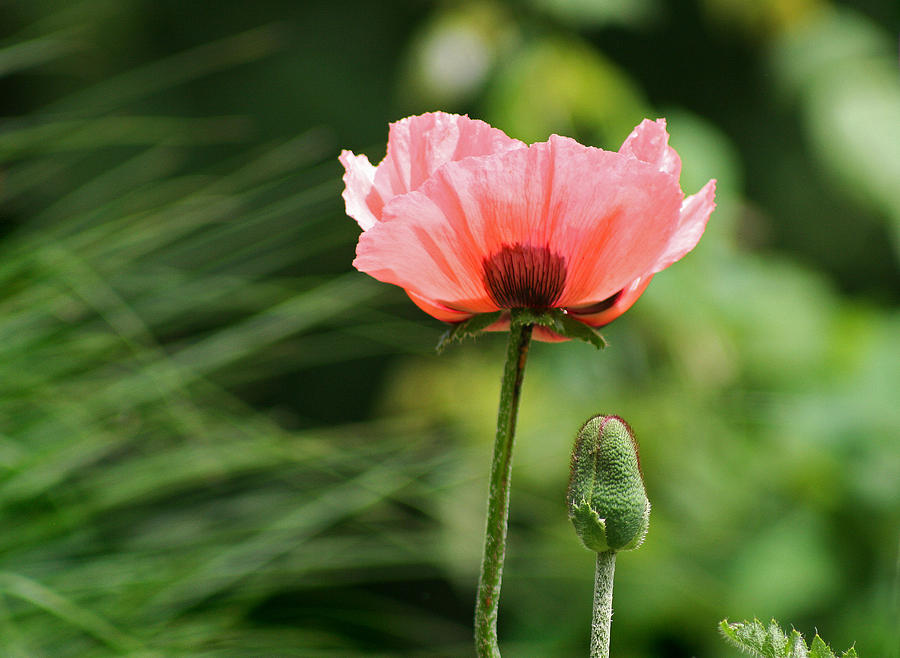 Poppy Flower Photograph by Karen Adams