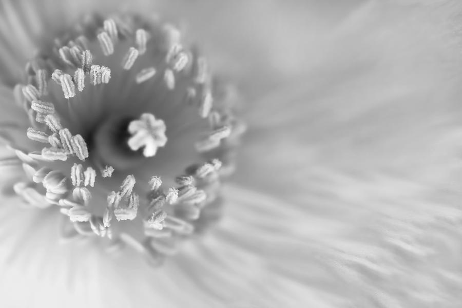 Poppy Flower Macro Black and White Photograph by Jennie Marie Schell