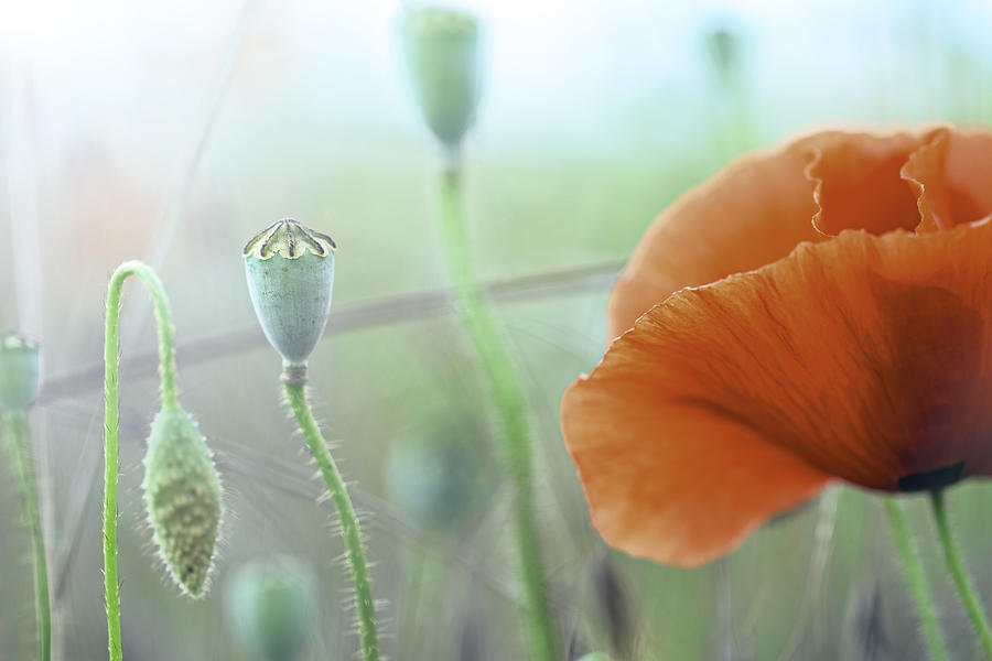 Poppy Flower Macro Photograph by Dirk Ercken