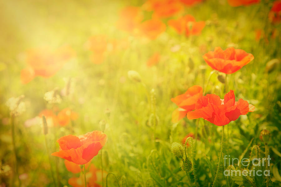 Abstract Photograph - Poppy flower by Mythja Photography