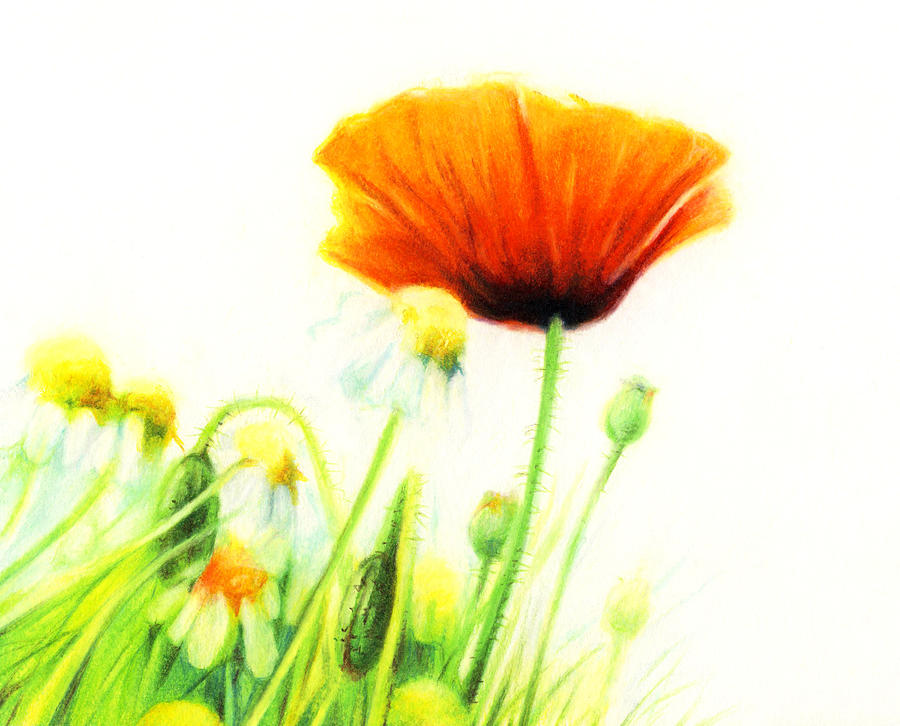Poppy Flower Drawing by Natasha Denger