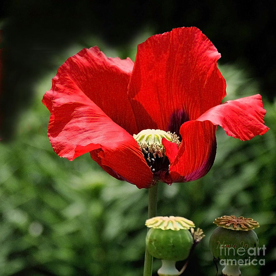 Poppy Flower Photograph by Nava Thompson