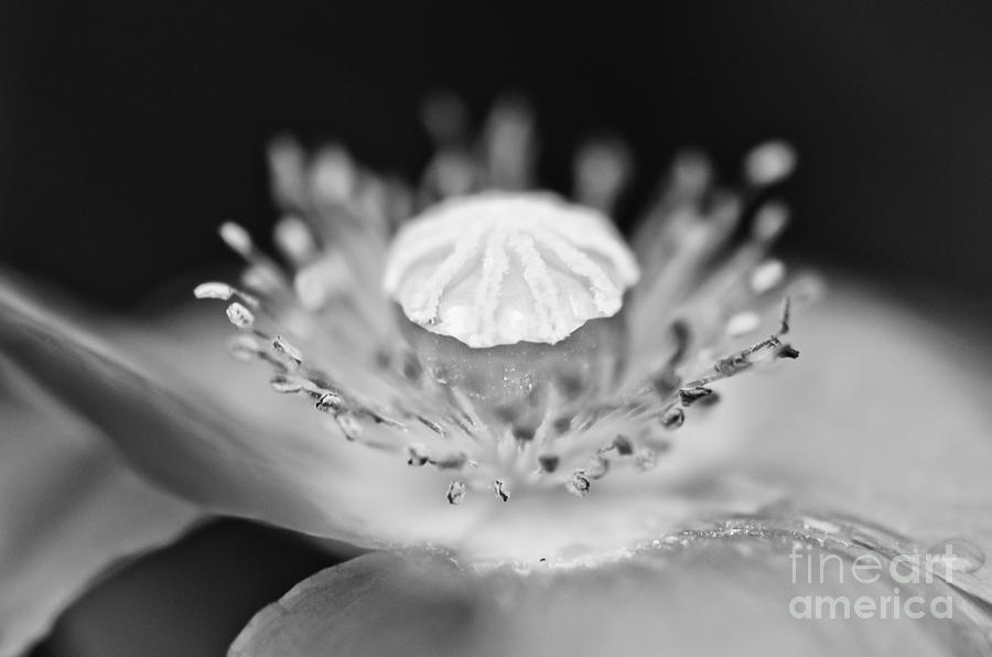 Poppy Flower Photograph by PatriZio M Busnel