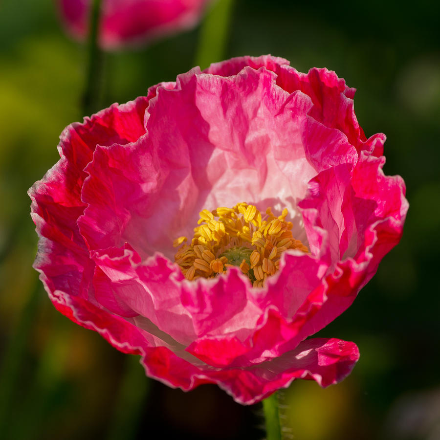 Poppy flower Photograph by Pete Hemington