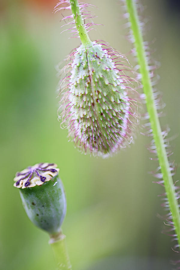 Poppy Flower Seed Pod Photograph by Dirk Ercken