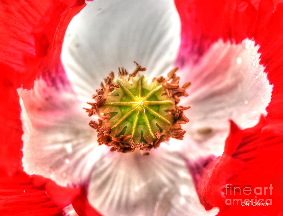 Poppy Flower Photograph