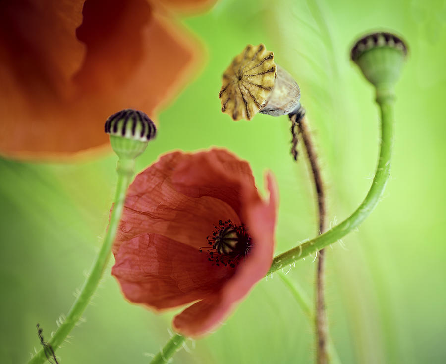 Abstract Photograph - Poppy Flower Vivid Red Summer Colors by Dirk Ercken