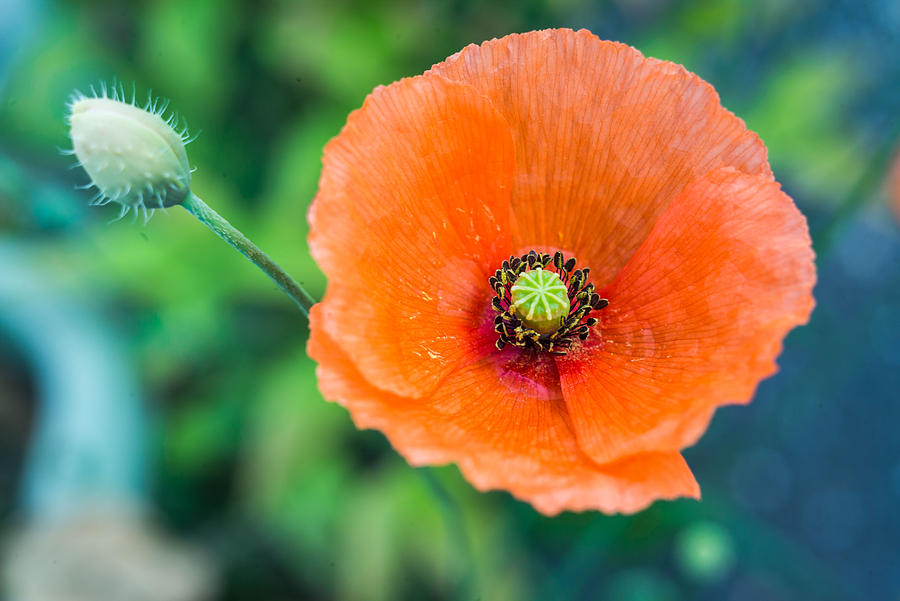 Poppy Flower Photograph by Voisin/Phanie