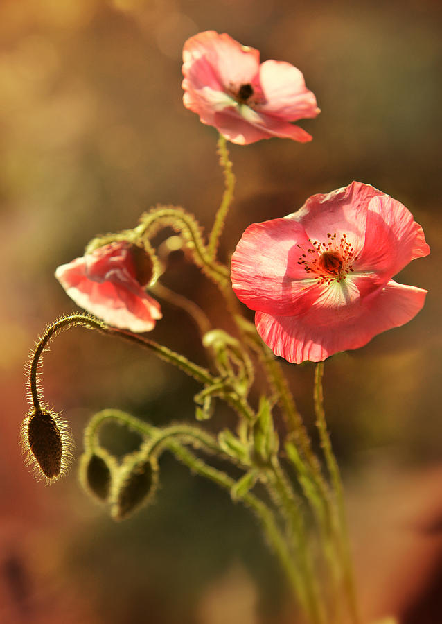 Poppy flowers in the morning sun Photograph by Jaroslaw Blaminsky
