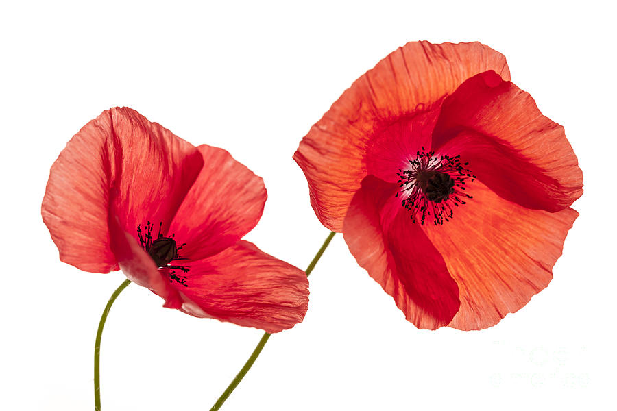 Two poppies on white Photograph by Elena Elisseeva