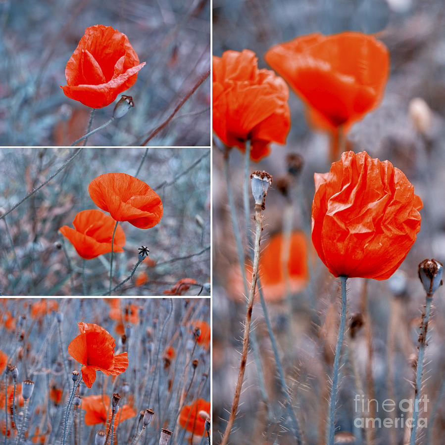 Poppy Flowers Photograph by Sabine Jacobs