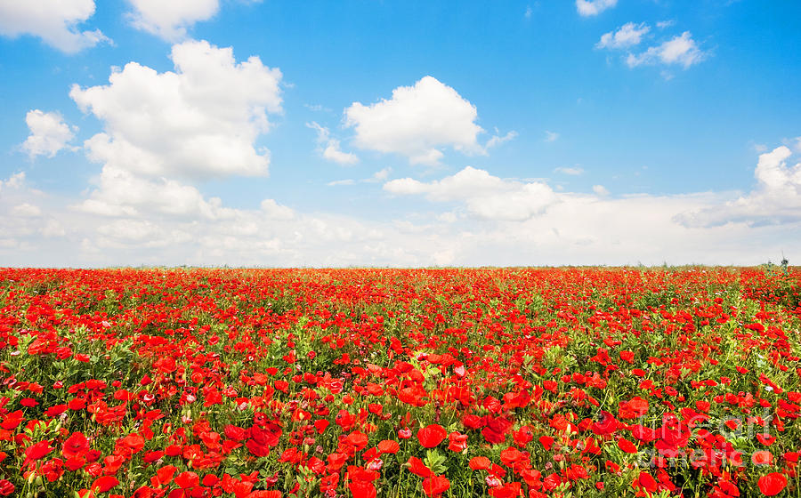 Poppy flowers with blue sky Photograph by JR Photography