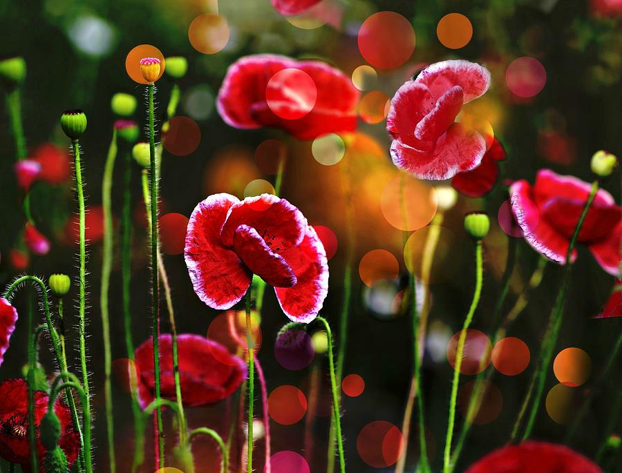 Flower Photograph - Poppy Gala 2 by Shirley Sirois