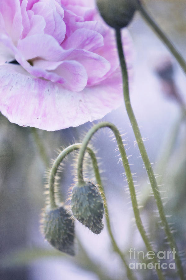 Poppy Photograph - Poppy Garden by Priska Wettstein