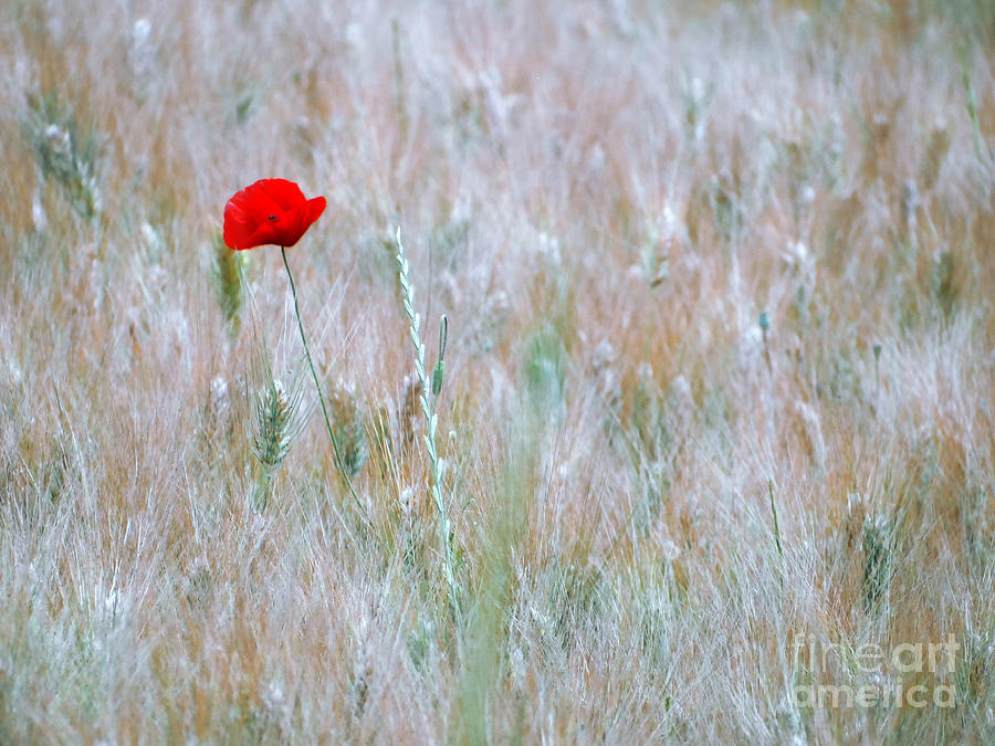 Nature Photograph - Poppy by Giorgio Darrigo