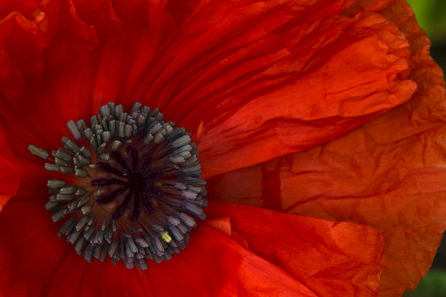 Poppy Photograph By Guy Shultz - Fine Art America