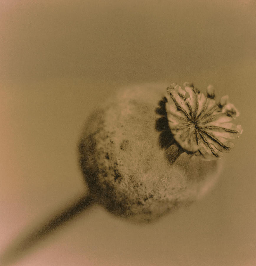 Poppy Head Photograph by Cristina Pedrazzini/science Photo Library ...