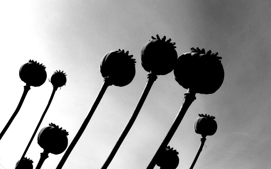 Poppy Heads Photograph by Mark Alan Perry
