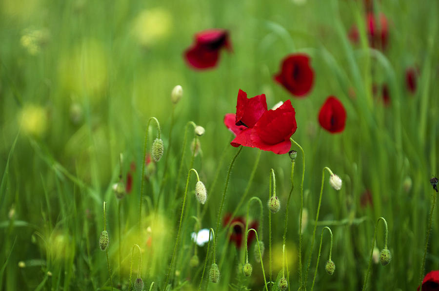 Poppy hug Photograph by Vessela Banzourkova - Fine Art America