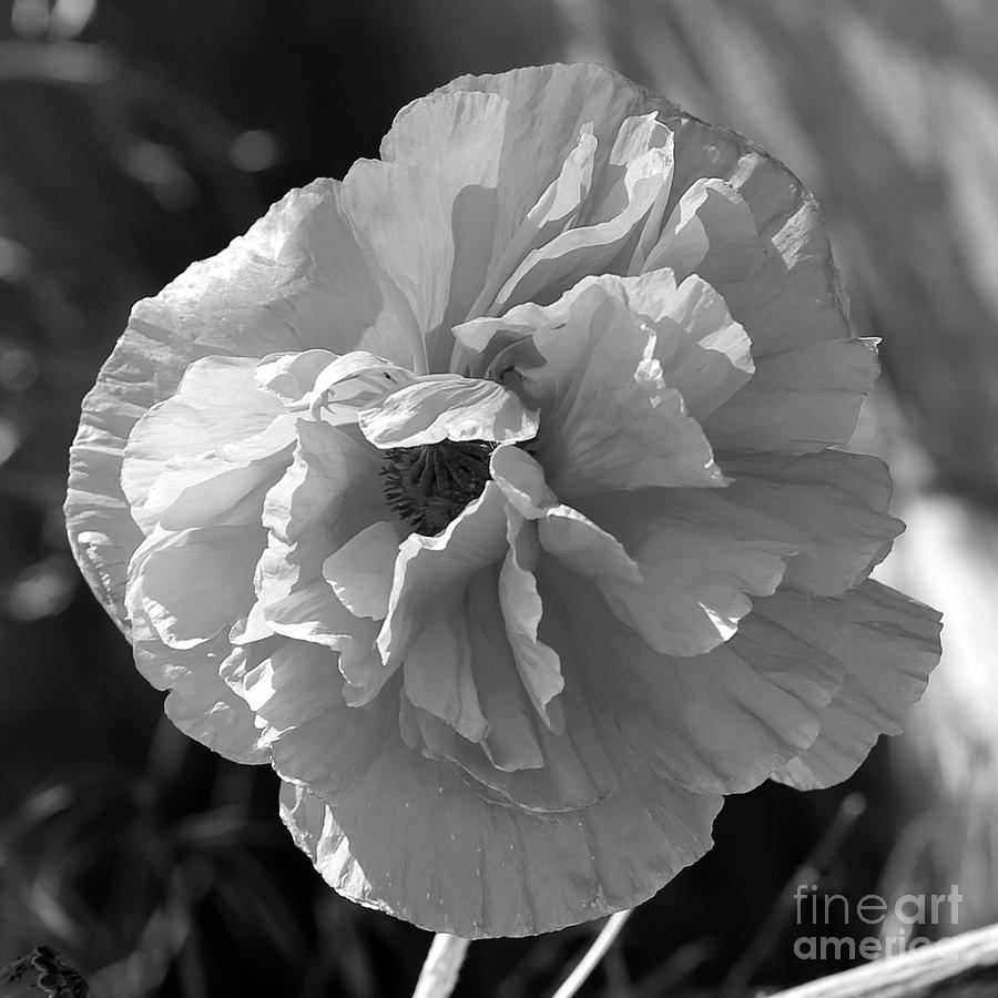 Poppy in Black and White Photograph by Carol Groenen