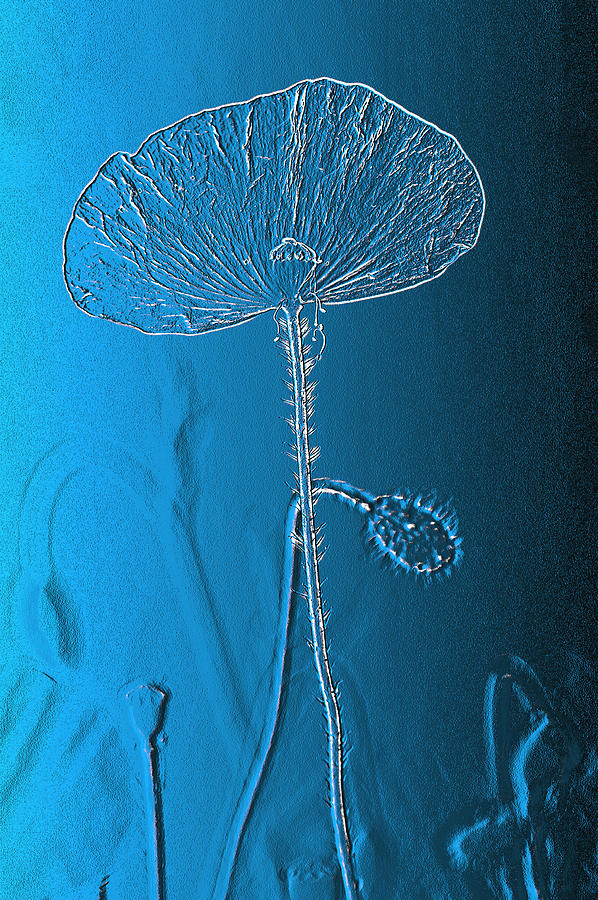 Poppy Digital Art - Poppy in blue by Erik Tanghe