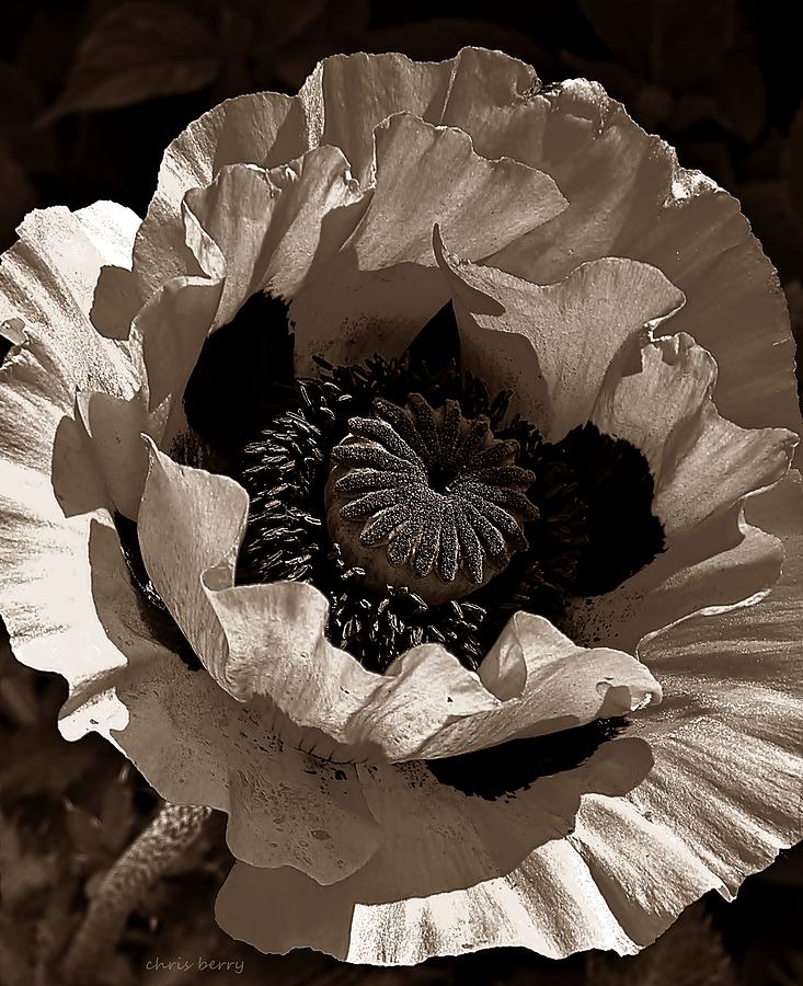 Nature Photograph - Poppy in Browns by Chris Berry