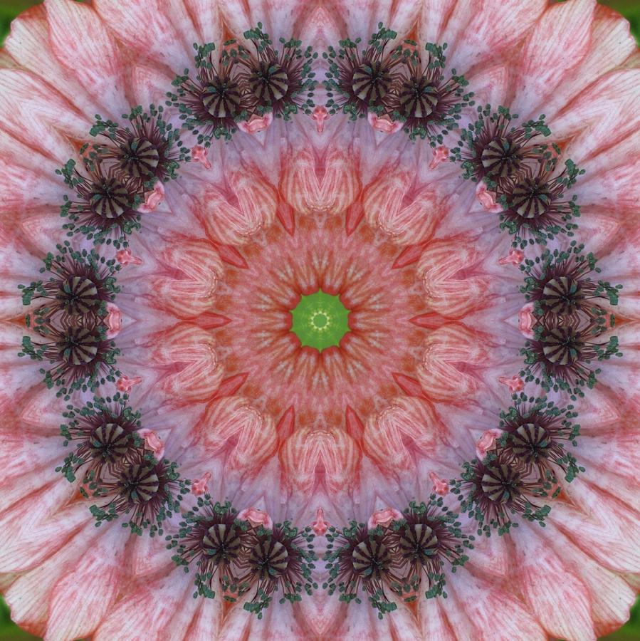 Poppy in My Garden Digital Art by Trina Stephenson