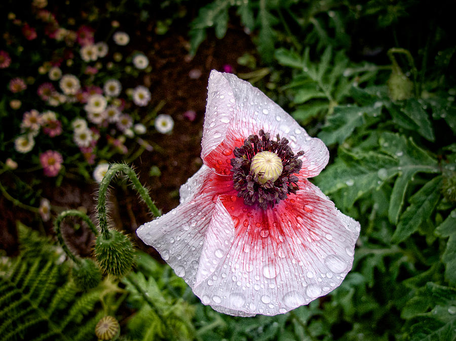 Poppy in Rain Photograph by Mark Egerton