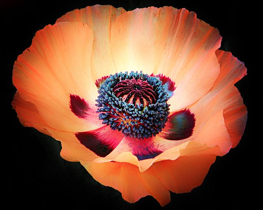 Poppy in the Darkness Photograph by Michael J Samuels