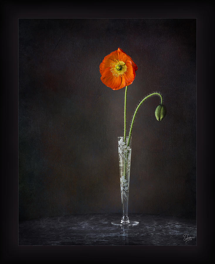 Poppy In Vase Photograph by Endre Balogh