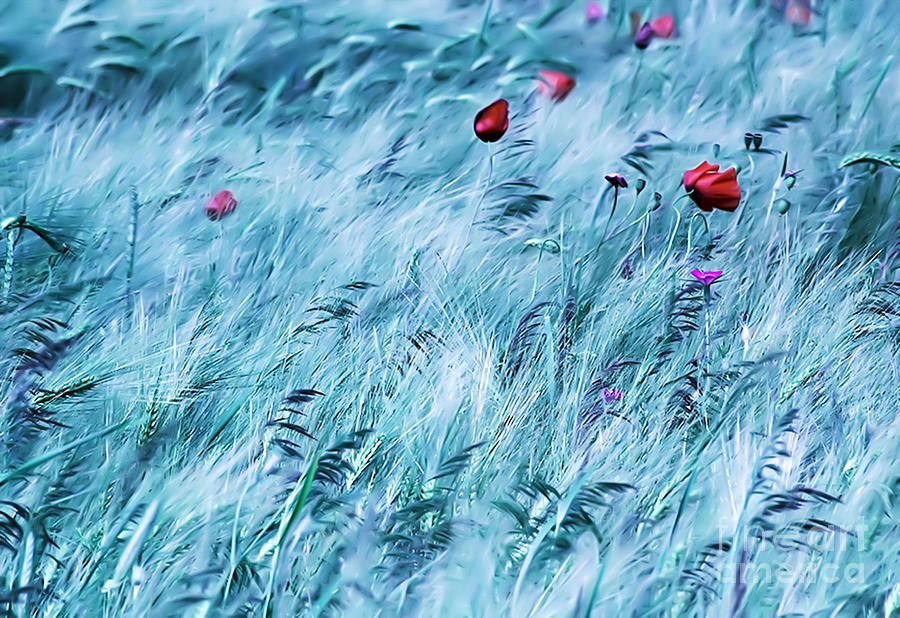 Poppy In Wheat Field Digital Art by Odon Czintos