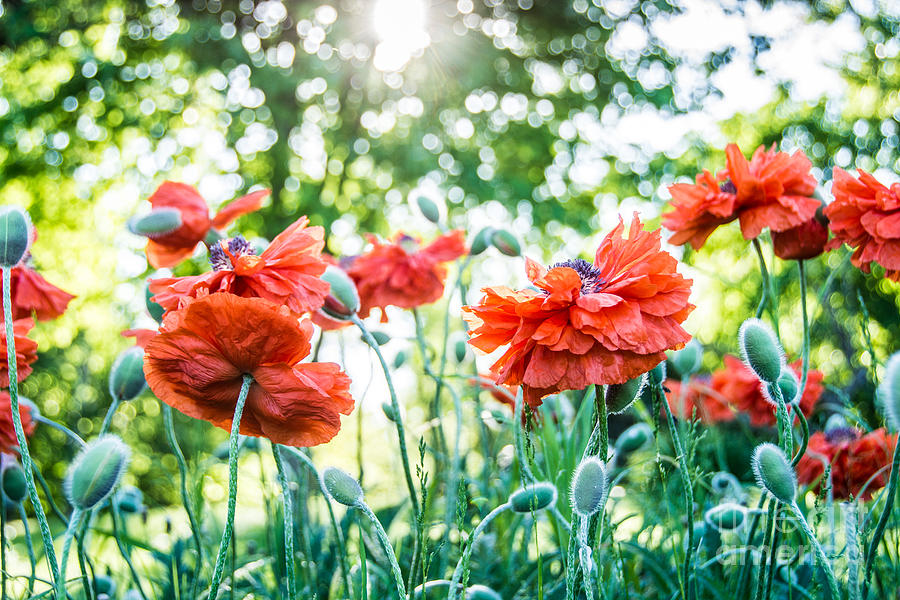 Poppy Landscape Photograph by Cheryl Baxter